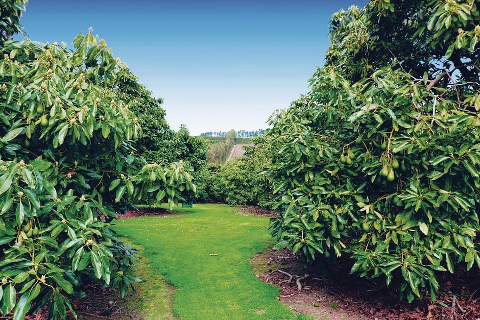 Avocado Orchard Effective Irrigation Systems | BIZWIN NZ